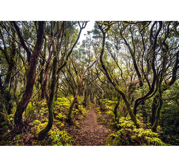 Rullgardin vardagsrum anaga tenerife - Tenstickers