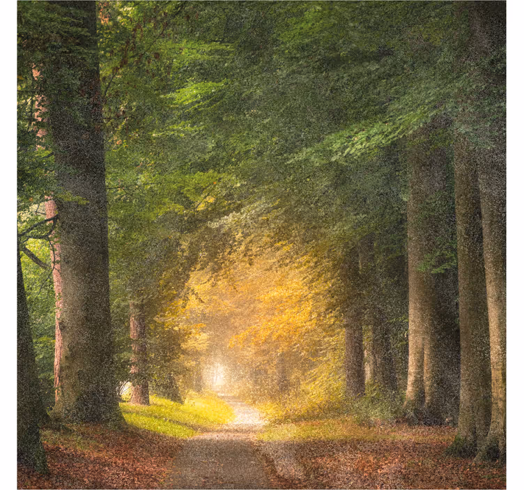Rullgardin kontor en promenad genom skogen - Tenstickers