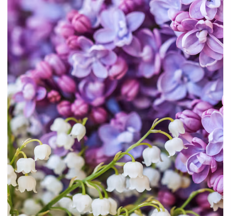 Rullgardin kontor fyrårsdaisy blommor - Tenstickers
