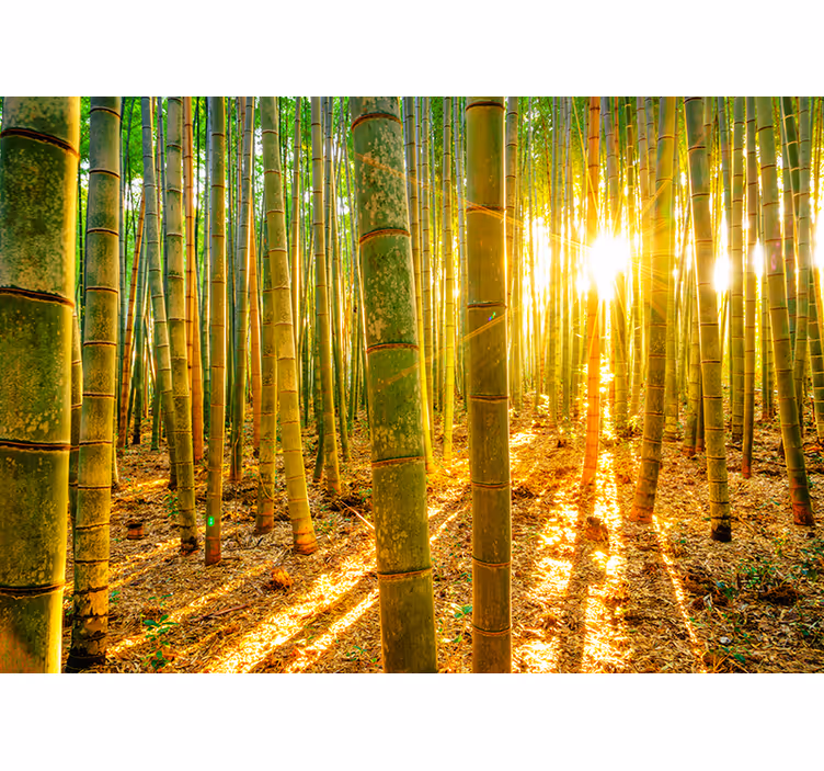 Rullgardin zen tapet sol och bambu - Tenstickers