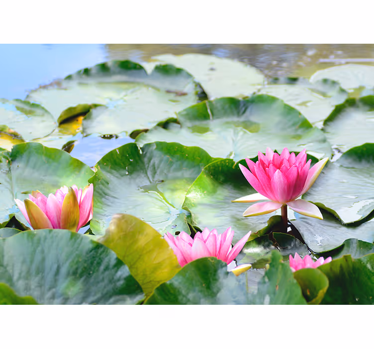 Rullgardin zen med linjerade lotusblommor - Tenstickers