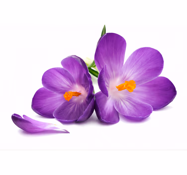 Rullgardin lila plockade blommor lugn - Tenstickers