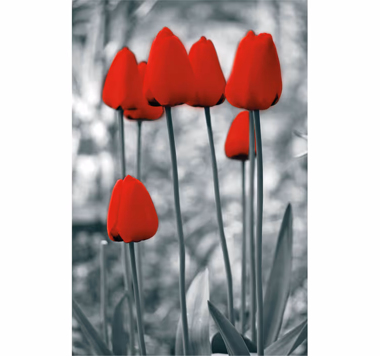 Röda tulpaner färgglada blomma rullgardin - Tenstickers