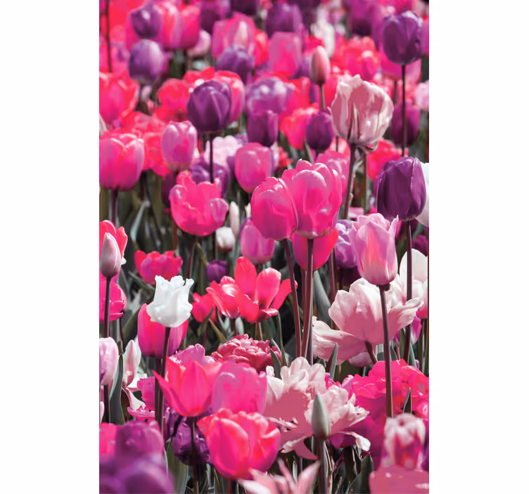 Olika rosa tulpaner blomma rullgardin - Tenstickers