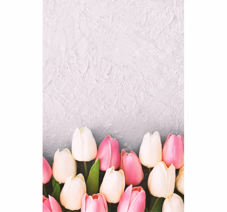 Vita och rosa tulpaner blomma - Tenstickers