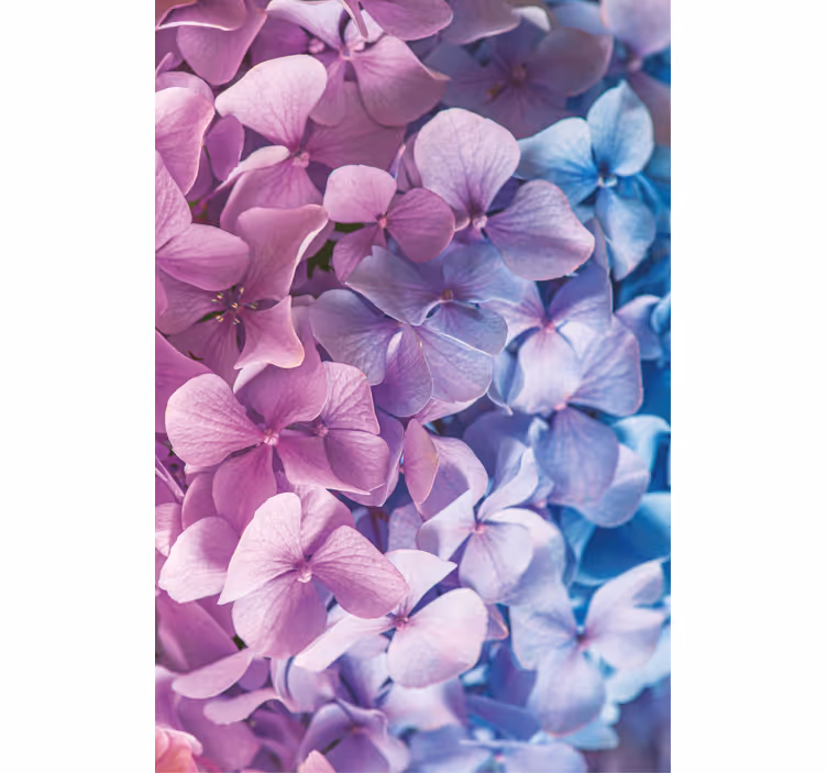 Många olika hortensia blommor rullgardin - Tenstickers