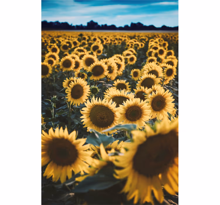 Sol blomma fält blomma rullgardin - Tenstickers