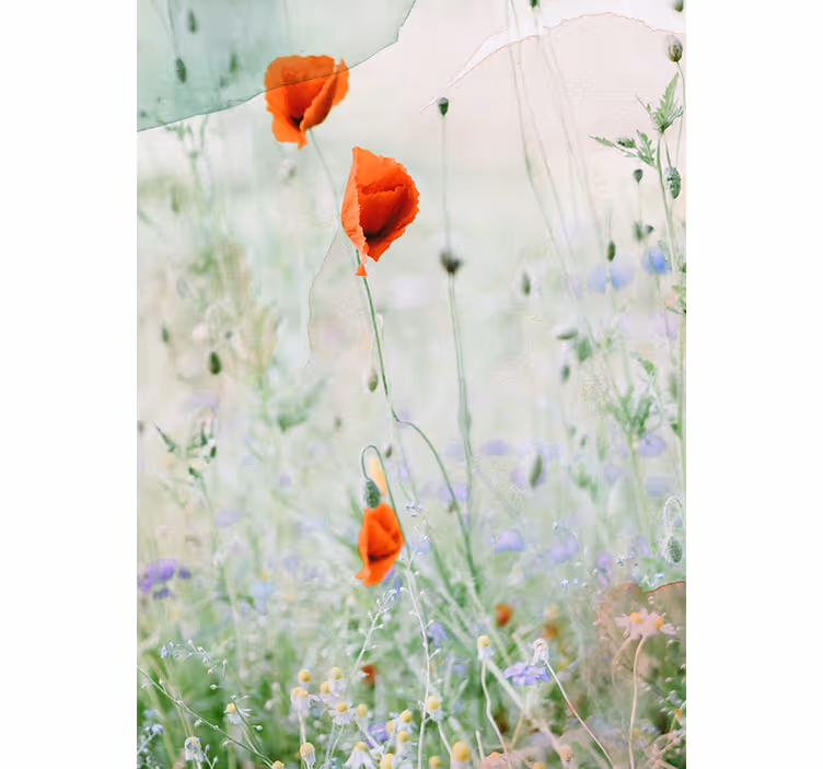 Suddiga bort röda vallmo blommor - Tenstickers