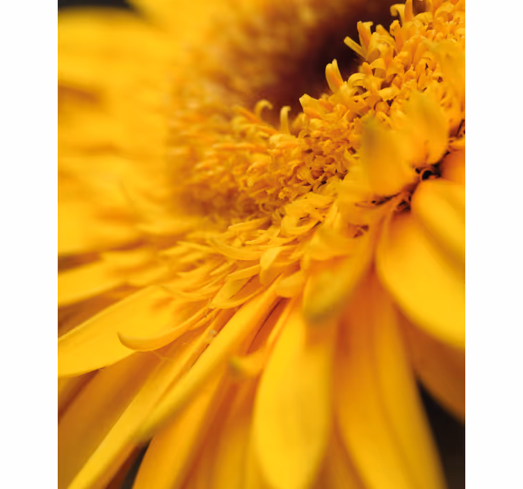 Gul närbild Rullgardin blommor och växter - Tenstickers