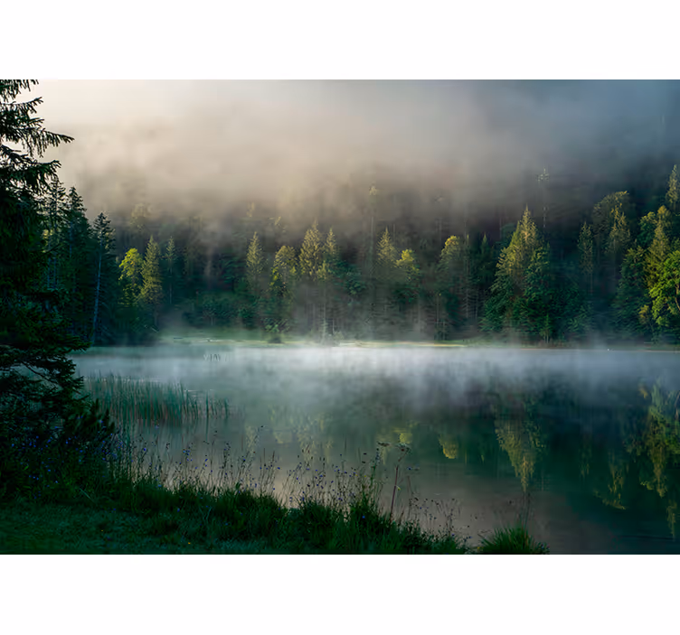 Dimmig skog reflektion Rullgardin träd - Tenstickers