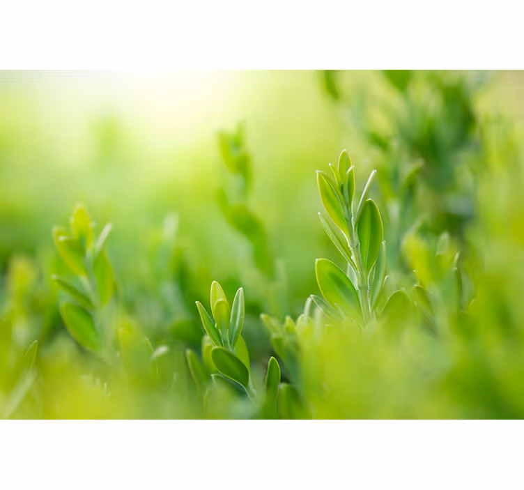 Frodig grönska bild Rullgardin blommor och växter - Tenstickers
