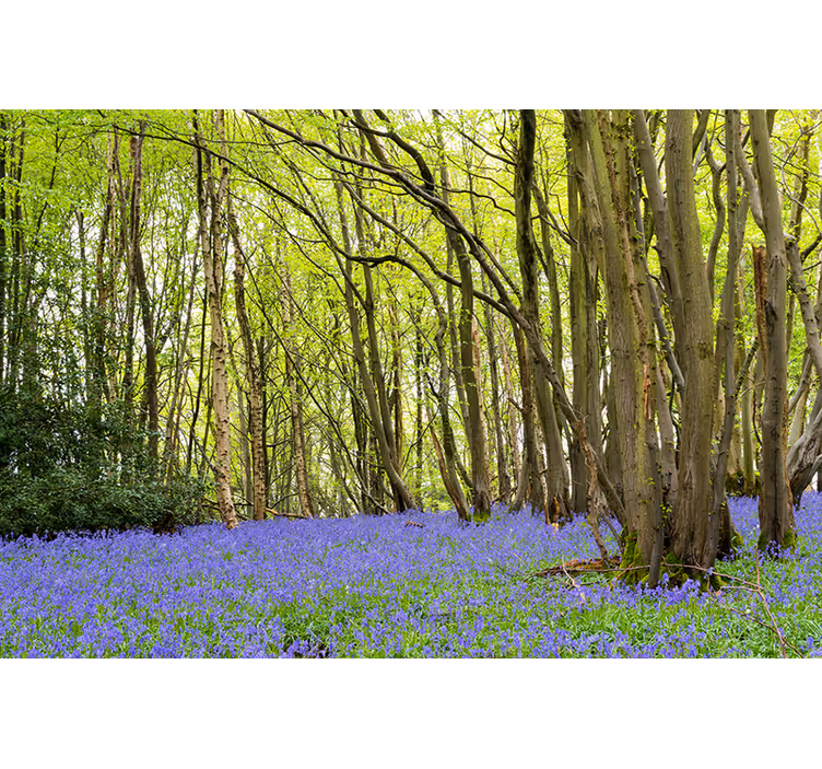 Blåklocka blommor i skogen vardagsrum rullgardin - Tenstickers