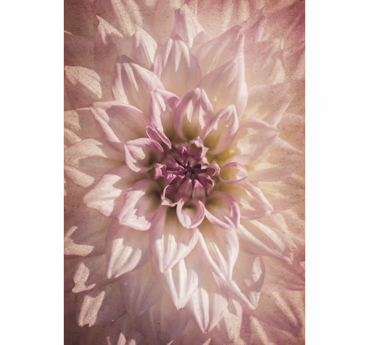 Rosa dahlia fler blommor och växtRullgardin - Tenstickers