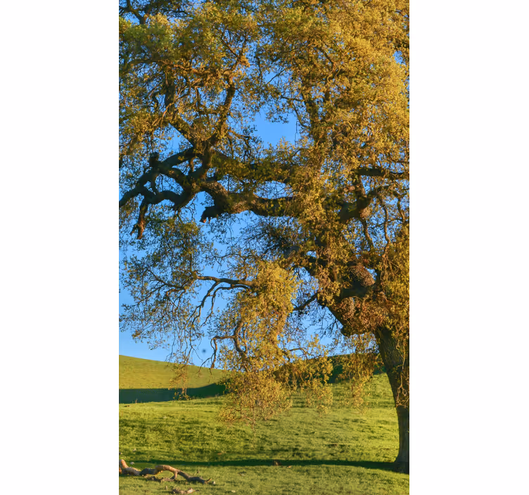 3d natur träd design vardagsrum rullgardin - Tenstickers