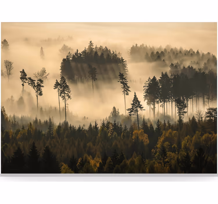 Fototapeter skogar eterisk morgondimma - Tenstickers