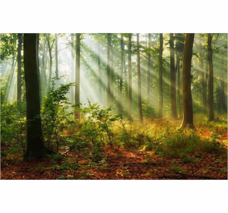 Fototapeter skogar naturligt ljus i skogen - Tenstickers