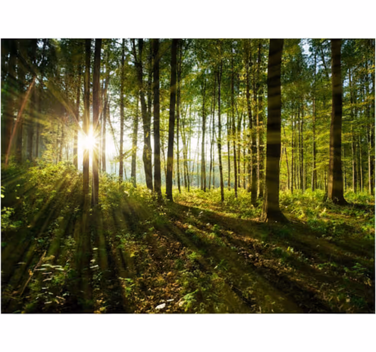 Fototapeter skogar gyllene solstrålar skogar - Tenstickers