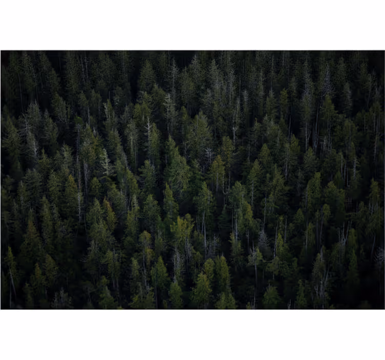 Fototapeter skogar djup skogstextur - Tenstickers