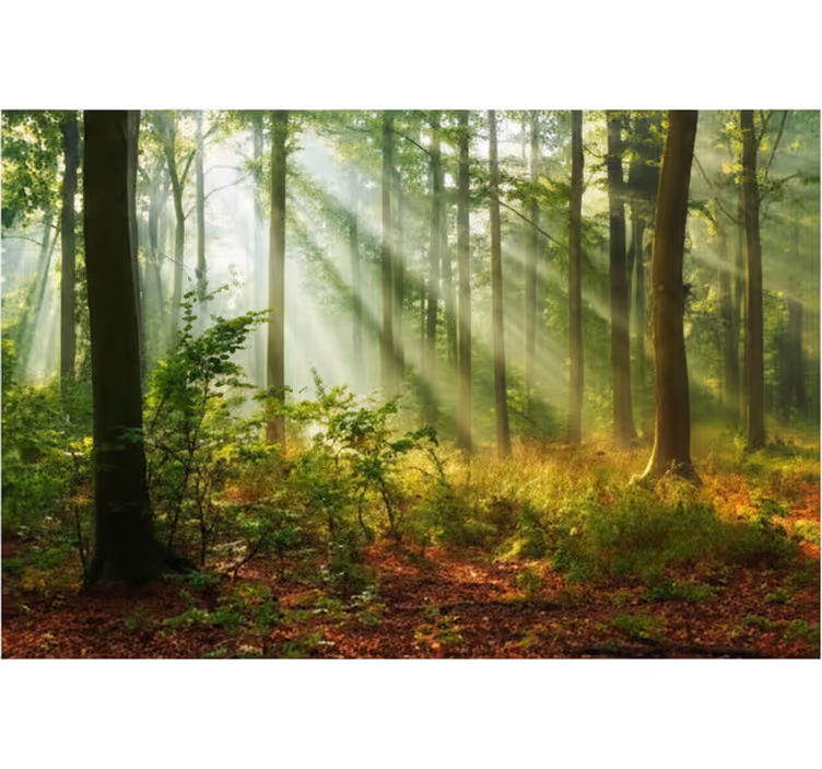 Fototapeter skogar solbelyst morgonlund - Tenstickers