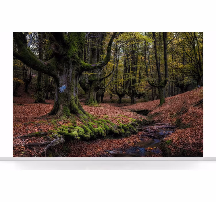 Fototapeter skogar förtrollad höstskog - Tenstickers