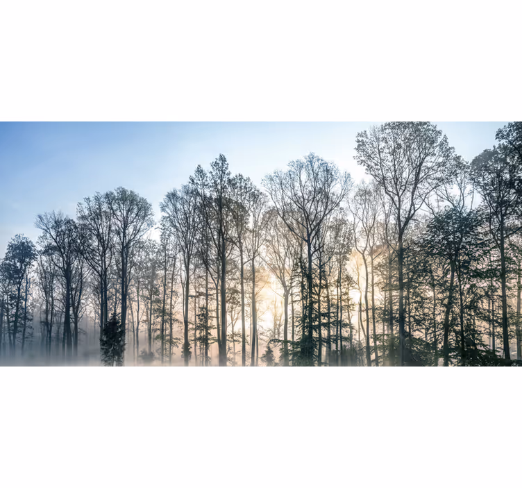 Fototapeter skogar dimma morgonäng - Tenstickers