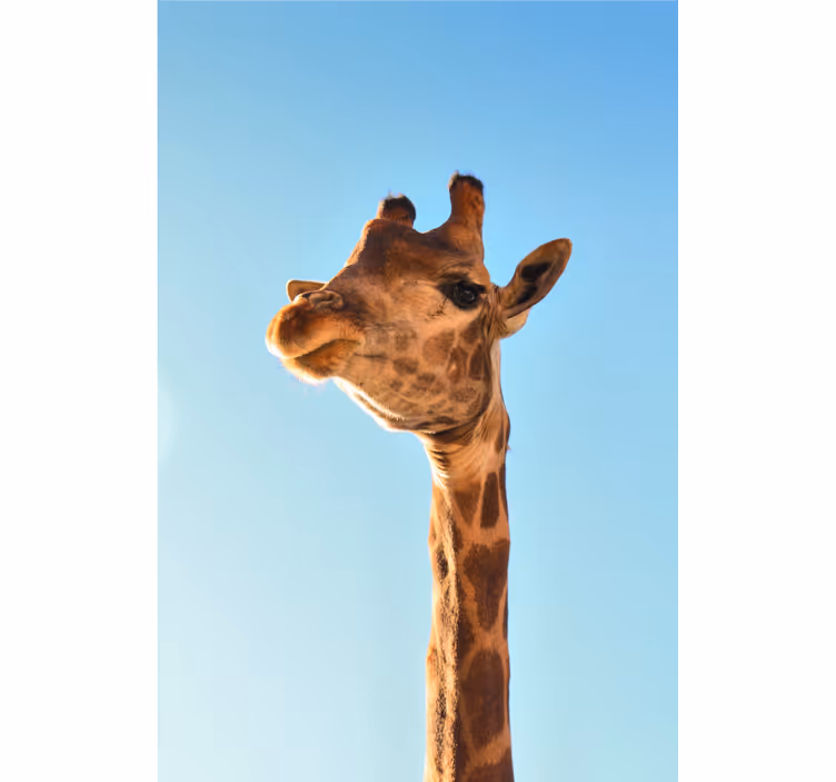 Fototapeter afrikansk giraff nära upp - Tenstickers