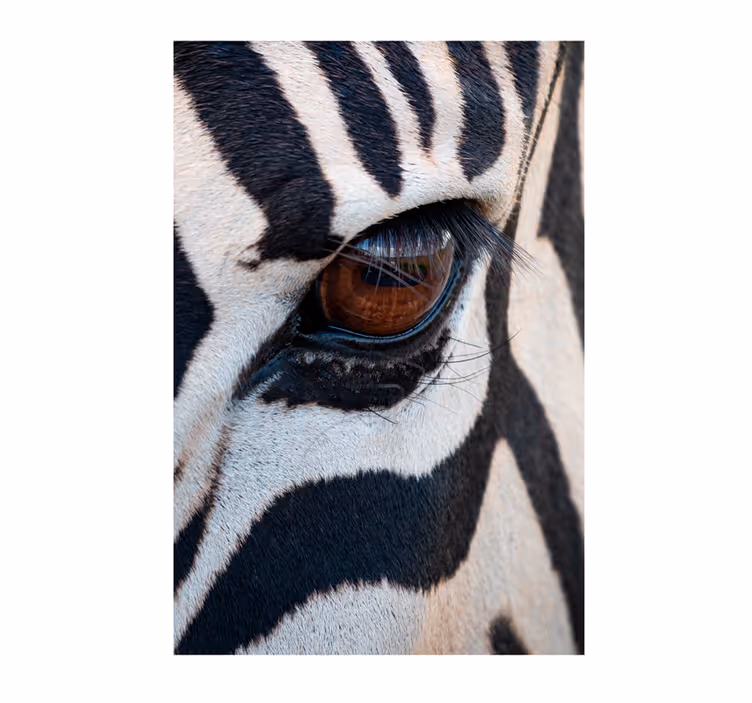 Fototapeter afrikansk zebras öga - Tenstickers