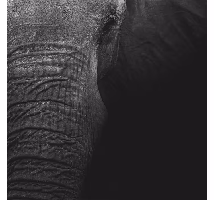 Fototapeter afrikansk elegant mörk elefant - Tenstickers