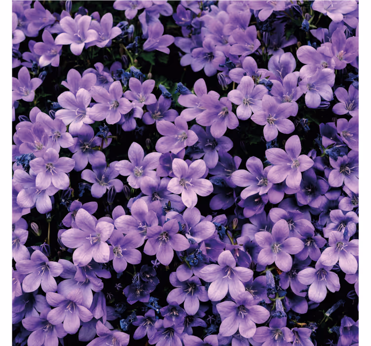 Fototapeter lila vaga lila blommor - Tenstickers