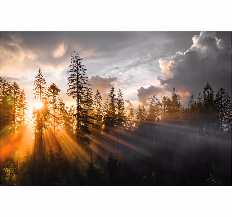 Fototapeter biljetter skog med dimma och sol - Tenstickers