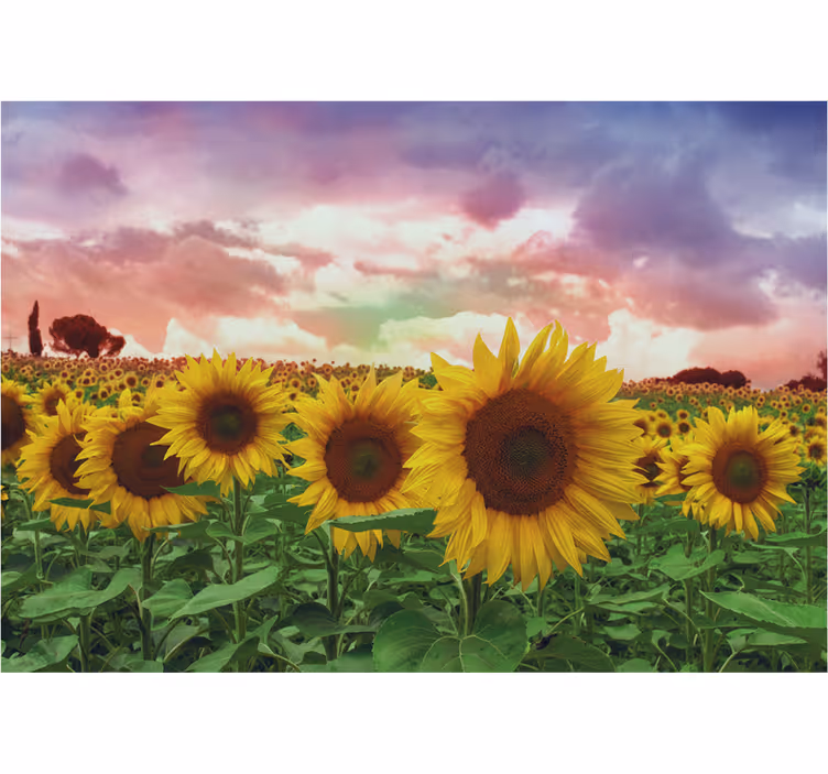 Fototapeter biljetter solrosfält färgglad himmel - Tenstickers
