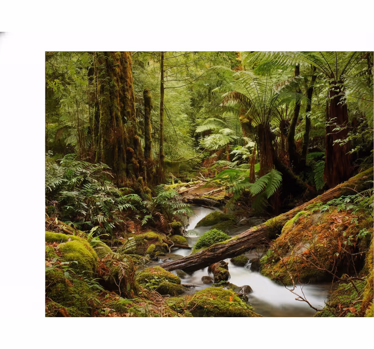 Fototapeter natur fridfull skog - Tenstickers