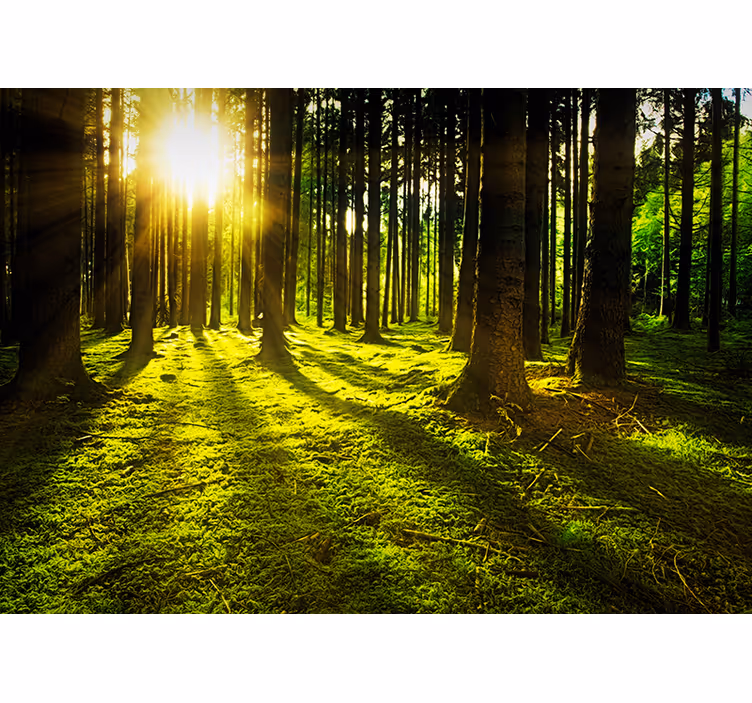 Skog berättelse landskap fototapet - Tenstickers