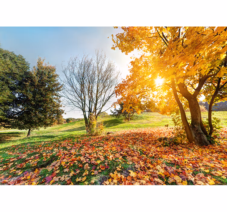 Höstlig morgon skog fototapet - Tenstickers