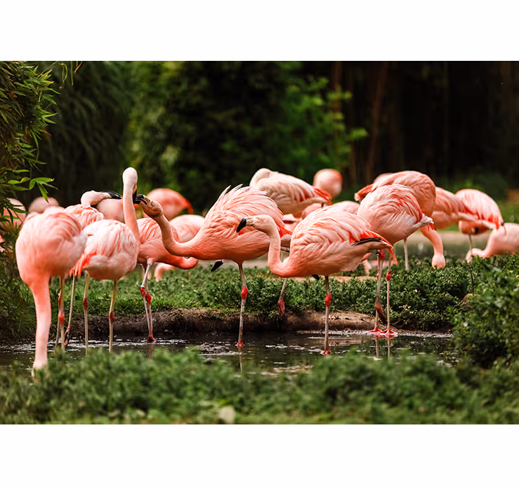 Flamingo grupp fototapet - Tenstickers