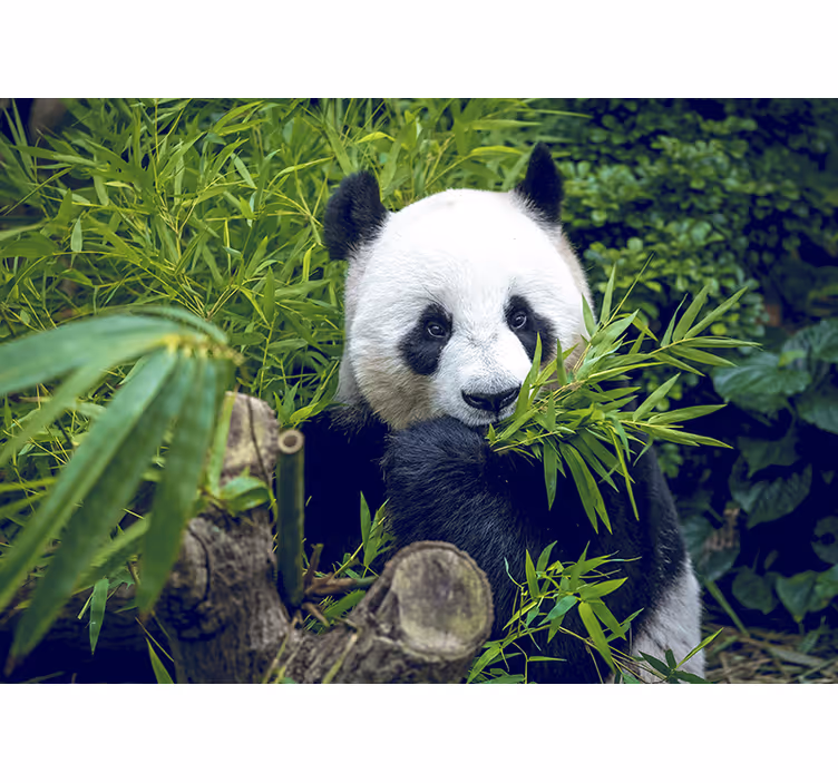 Bambu fototapet panda i en skugga - Tenstickers
