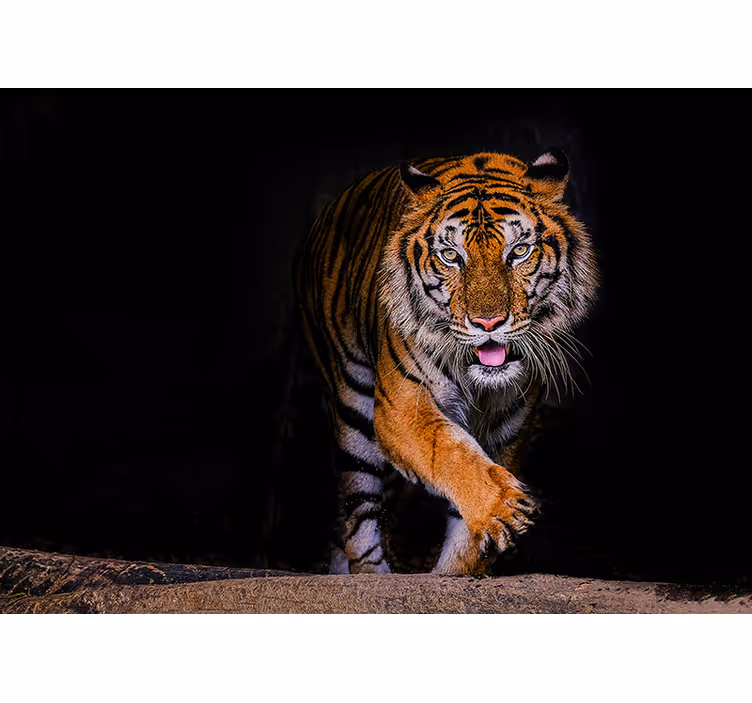 Tiger självhäftande tapet - Tenstickers
