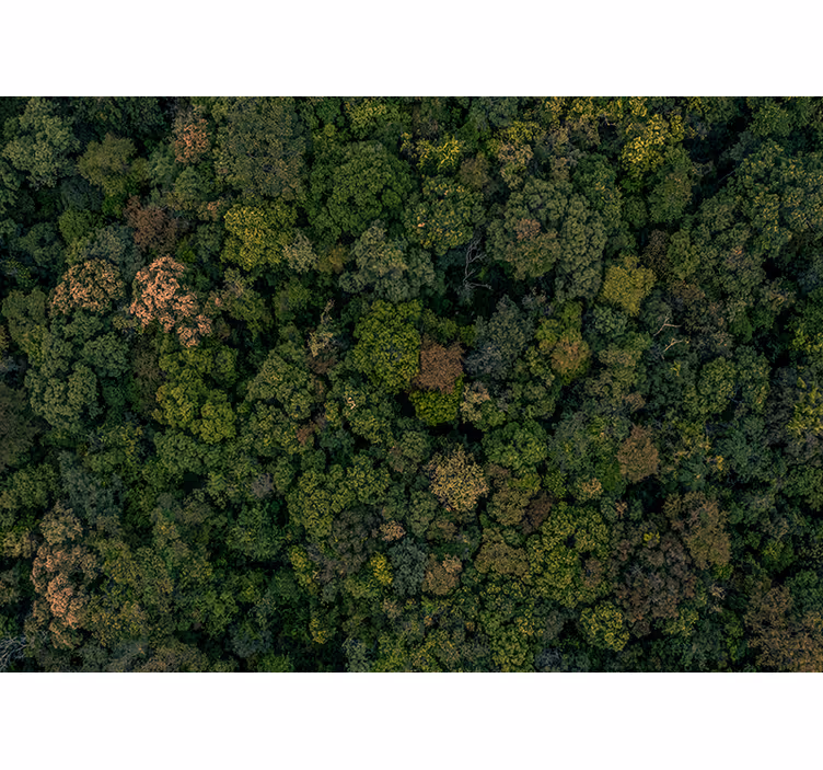 Skog foto trädfototapet - Tenstickers