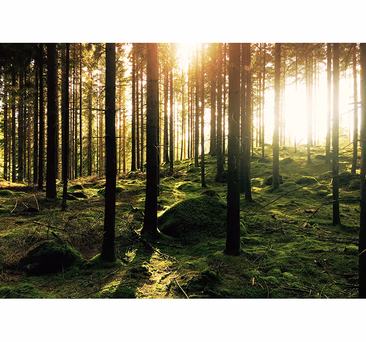 Gömställe i skogen fototapet - Tenstickers