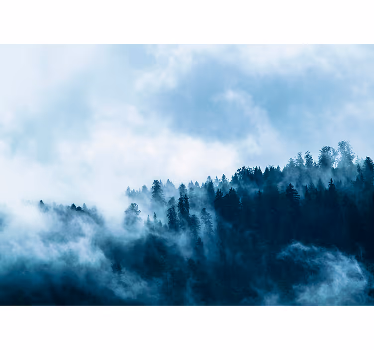 Vinter dimmig skog fototapet - Tenstickers