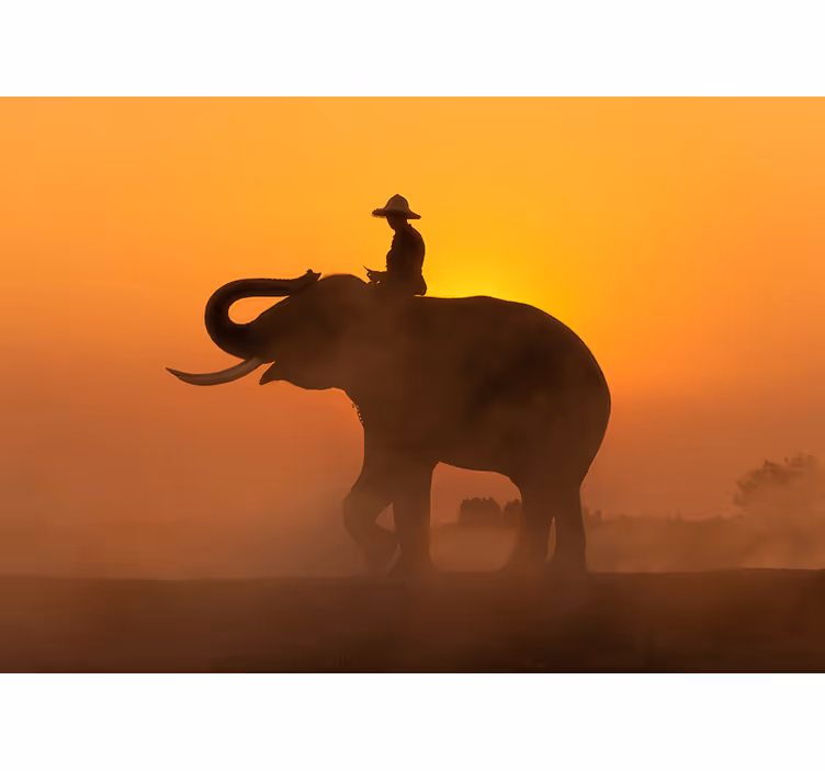 Asiatisk elefant vid solnedgången fototapet - Tenstickers