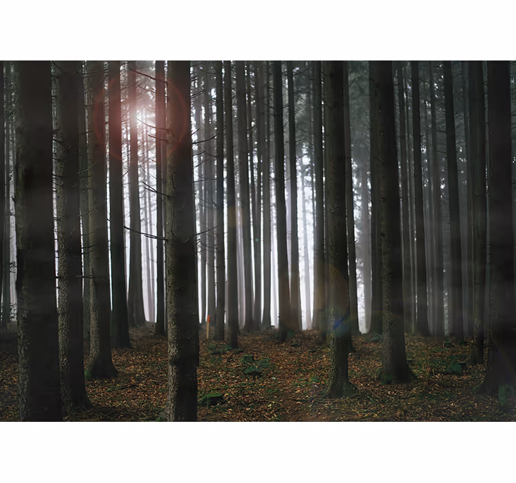 Skog landskap fototapet - Tenstickers