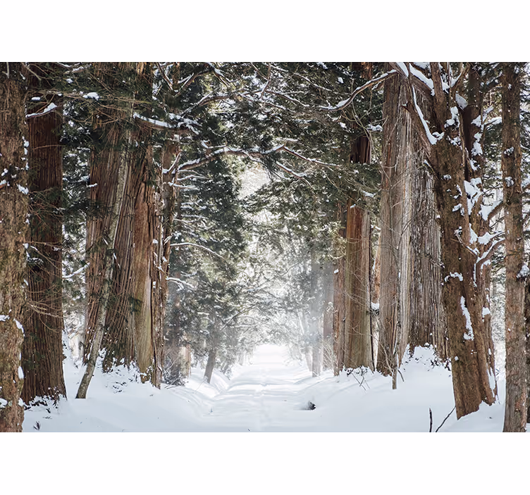 Vinter skogsträd fototapet - Tenstickers