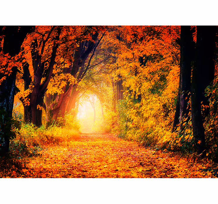 Höstlig väg natur fototapet - Tenstickers