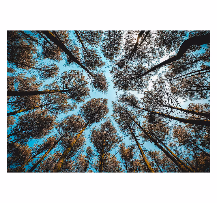 Skog underifrån skog fototapet - Tenstickers