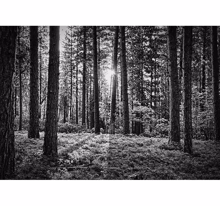 Svartvitt skog fototapet - Tenstickers