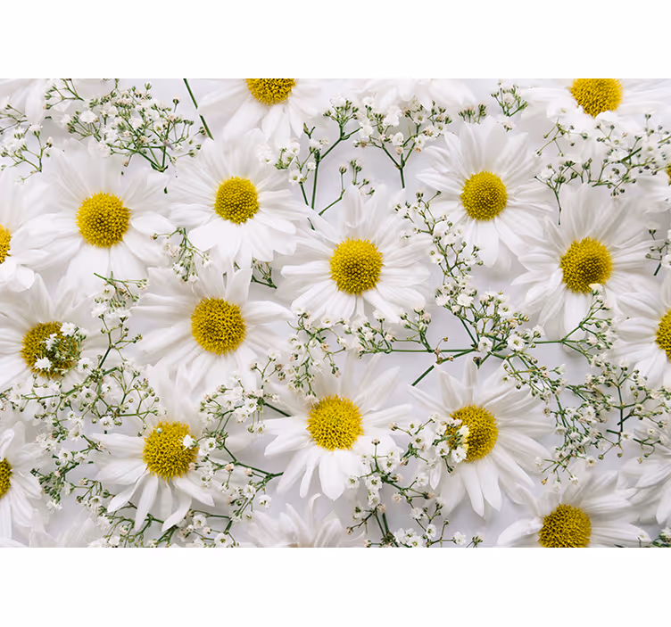 Daisy blomma vägg fotomural - Tenstickers