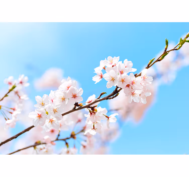 Vit körsbärsblommor fototapet - Tenstickers