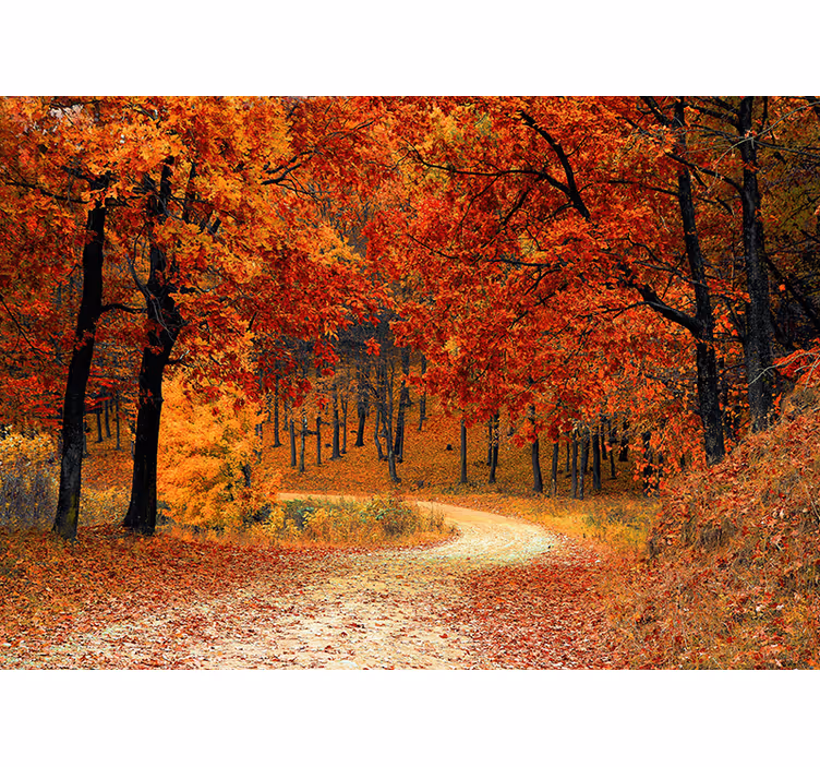 Höst skog fototapet - Tenstickers