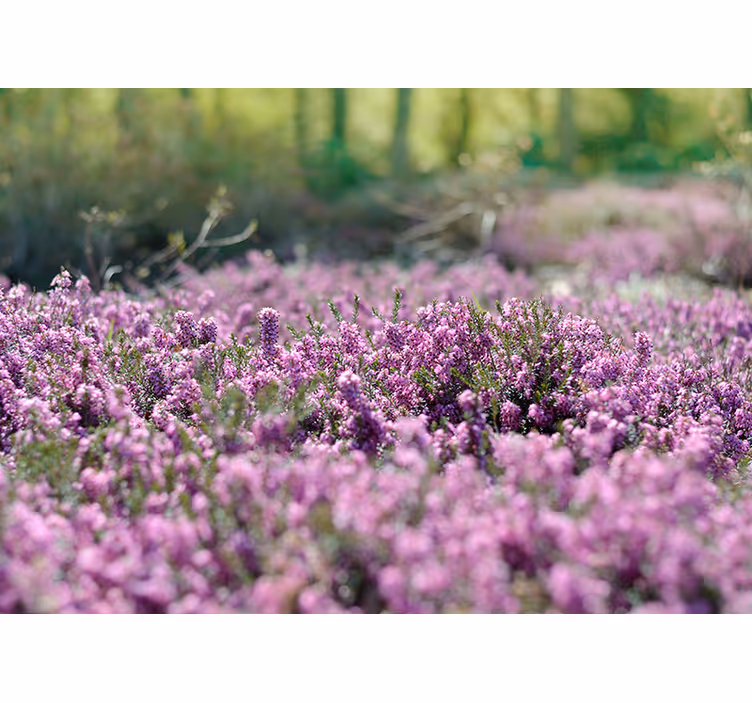 Blommande ljung Fototapeter Blommor - Tenstickers